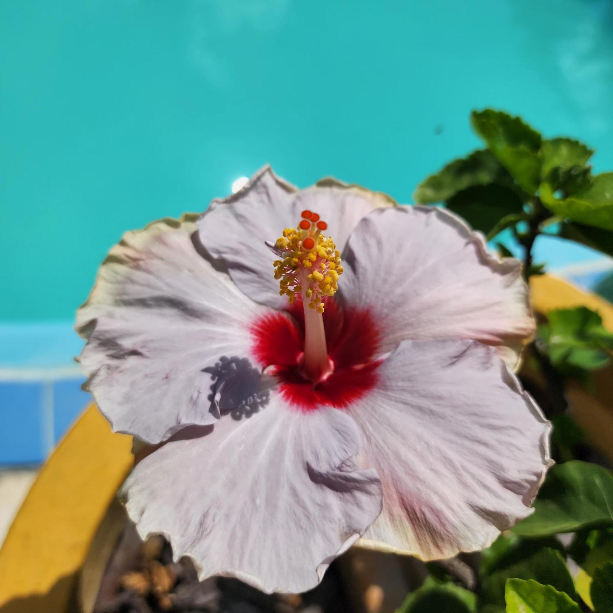 Mandala Dreams Pousada E Portal Holistico Maceió 외부 사진