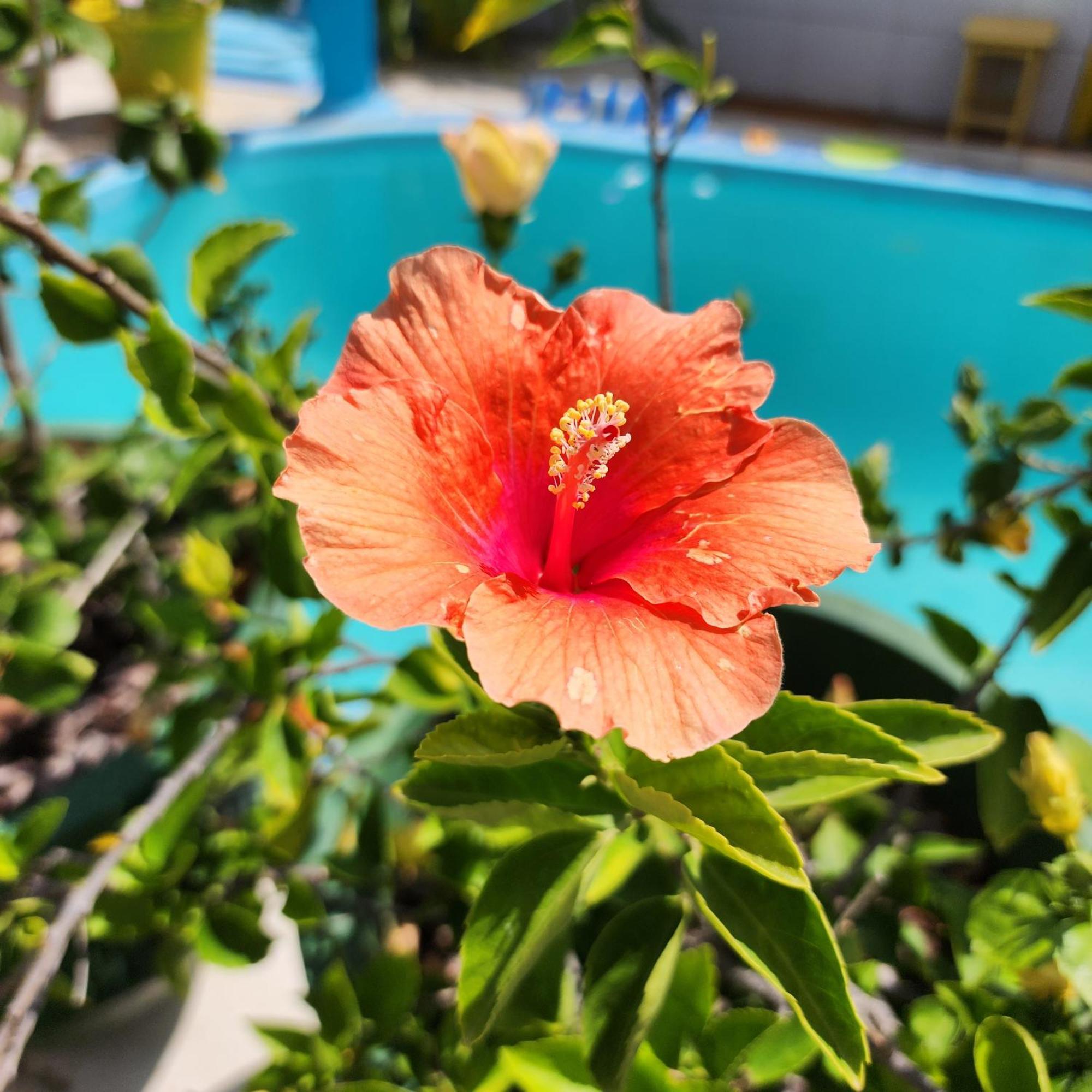 Mandala Dreams Pousada E Portal Holistico Maceió 외부 사진